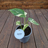 Monstera thai