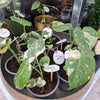 Monstera thai