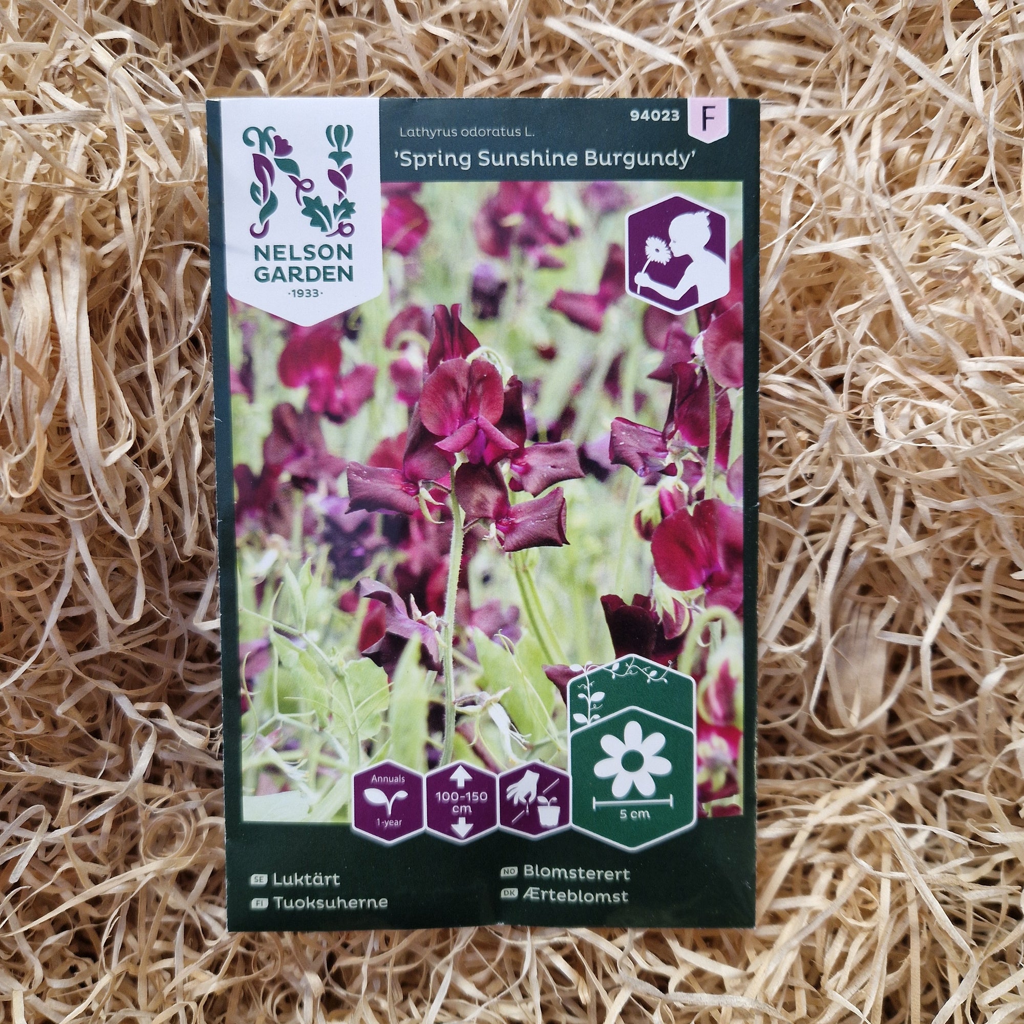 Luktärt Spring Sunshine Burgundy