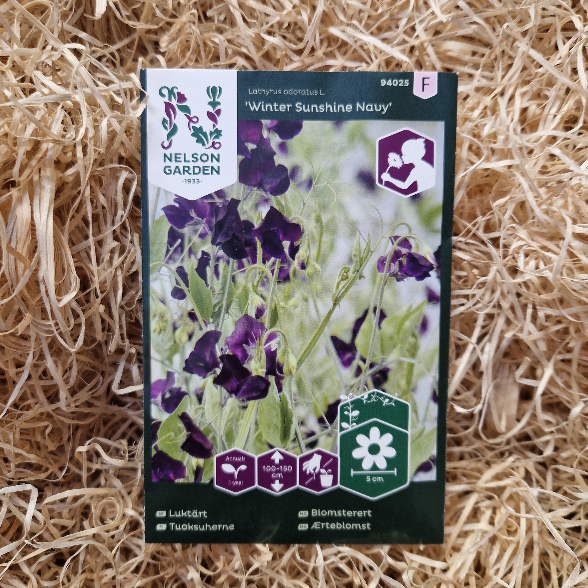 Luktärt Winter Sunshine Navy