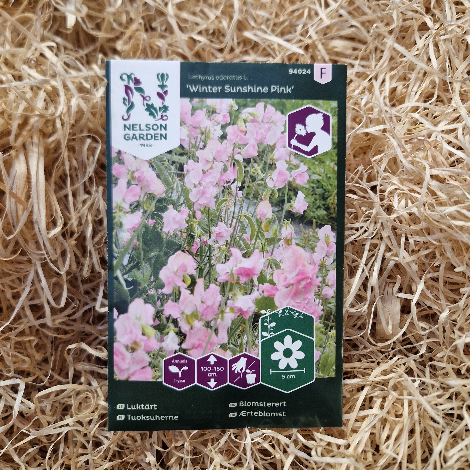 Luktärt Winter Sunshine Pink