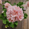 Rosa Mårbacka