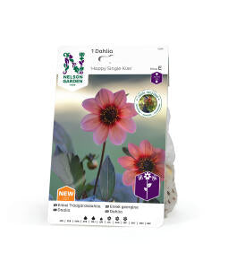 Dahlia enkelblommande Happy Single Kiss