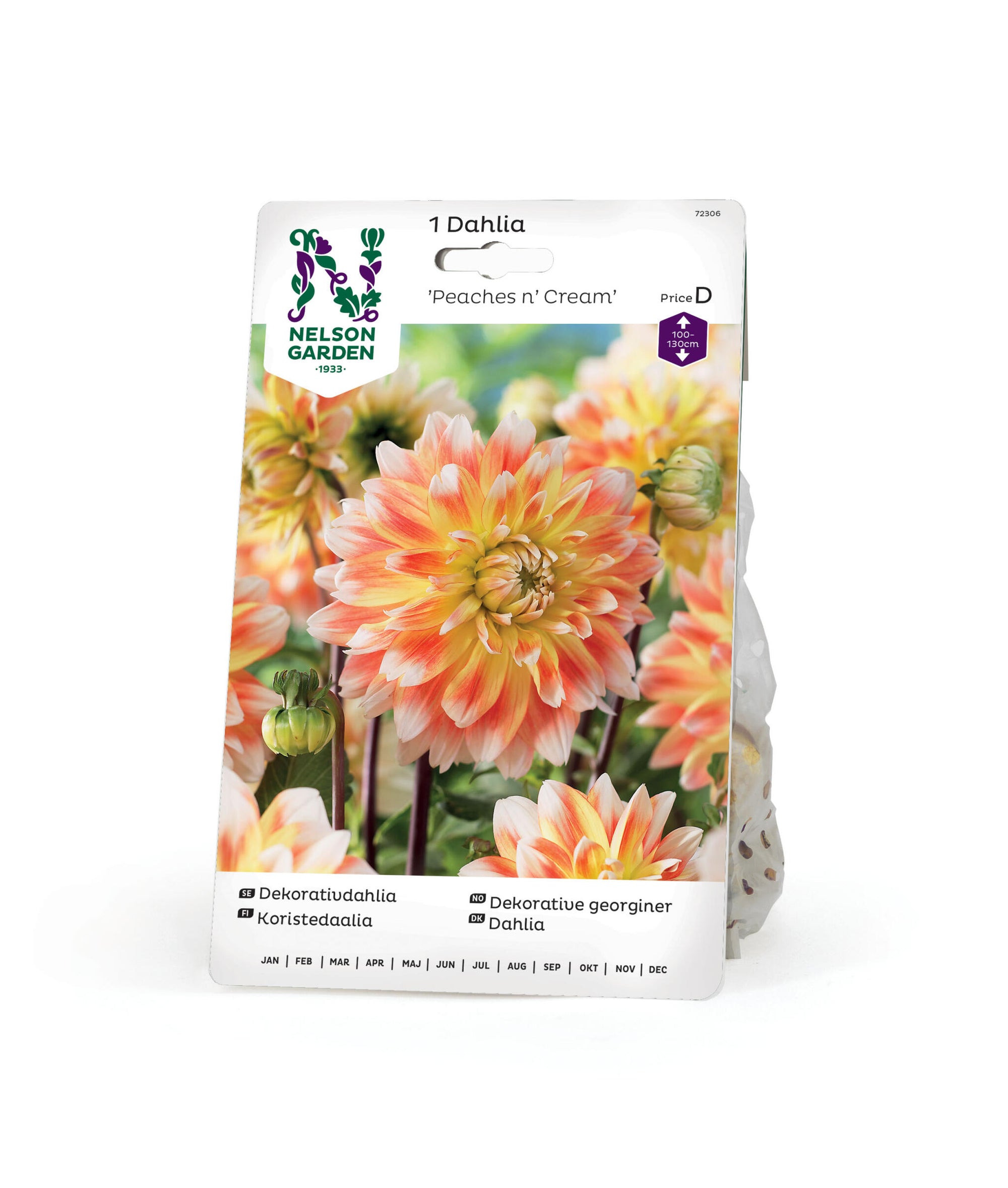 Dahlia hög dekorativ Peaches n´ Cream