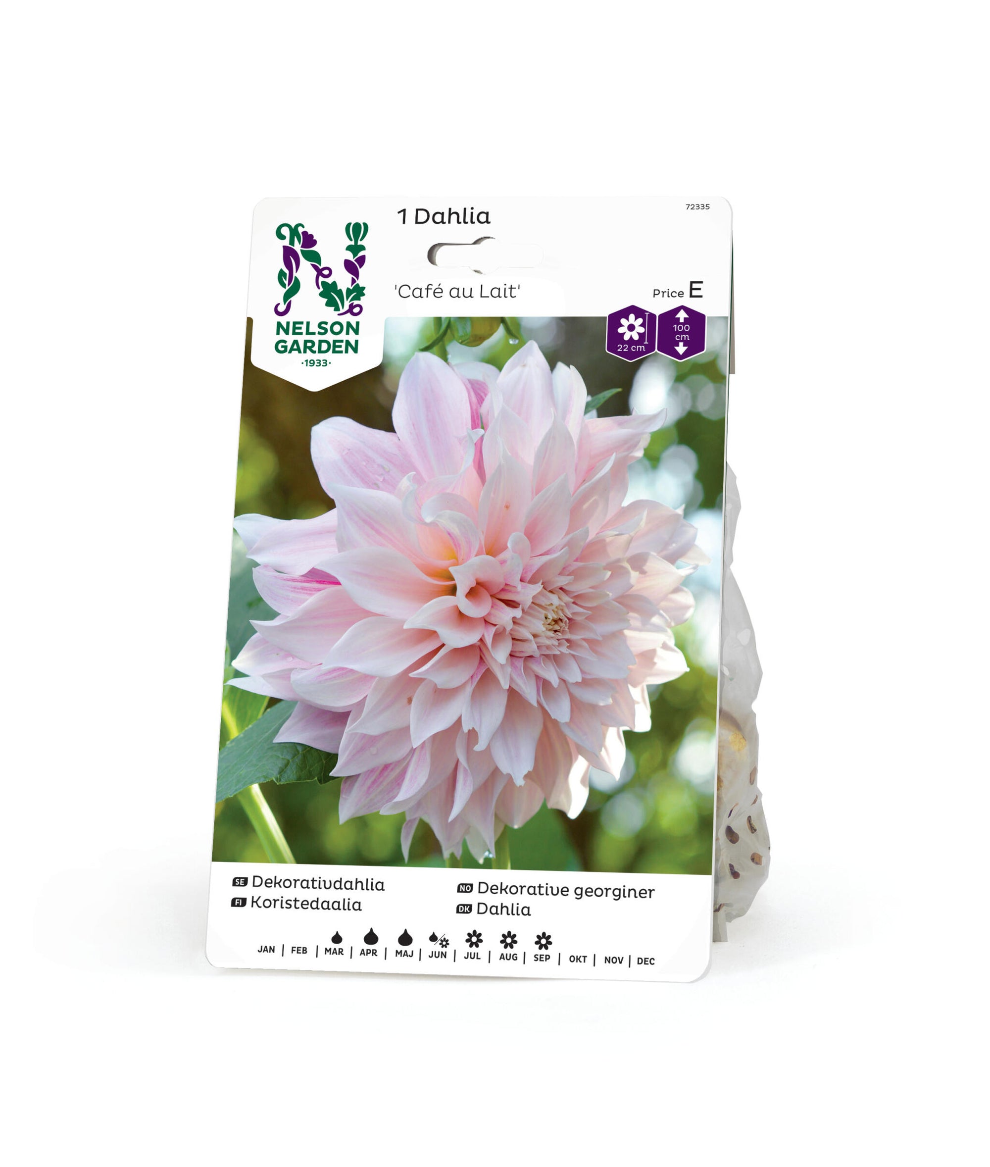 Dahlia hög dekorativ Café au Lait