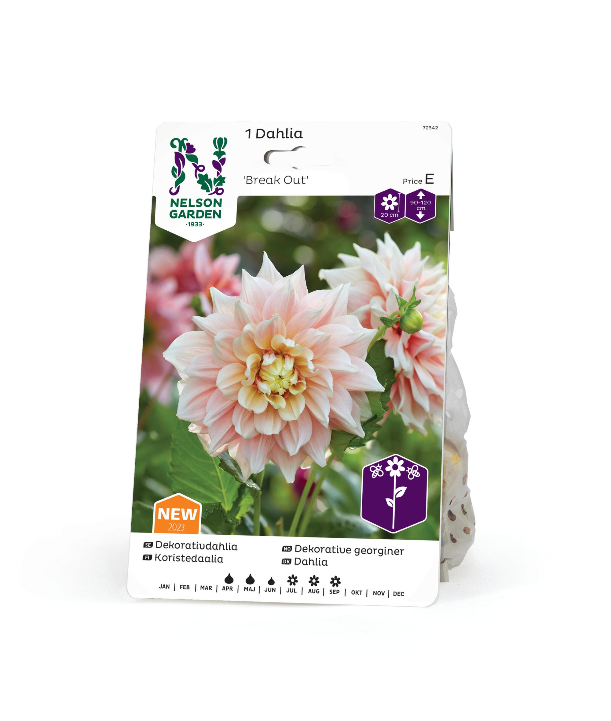 Dahlia hög dekorativ Break Out