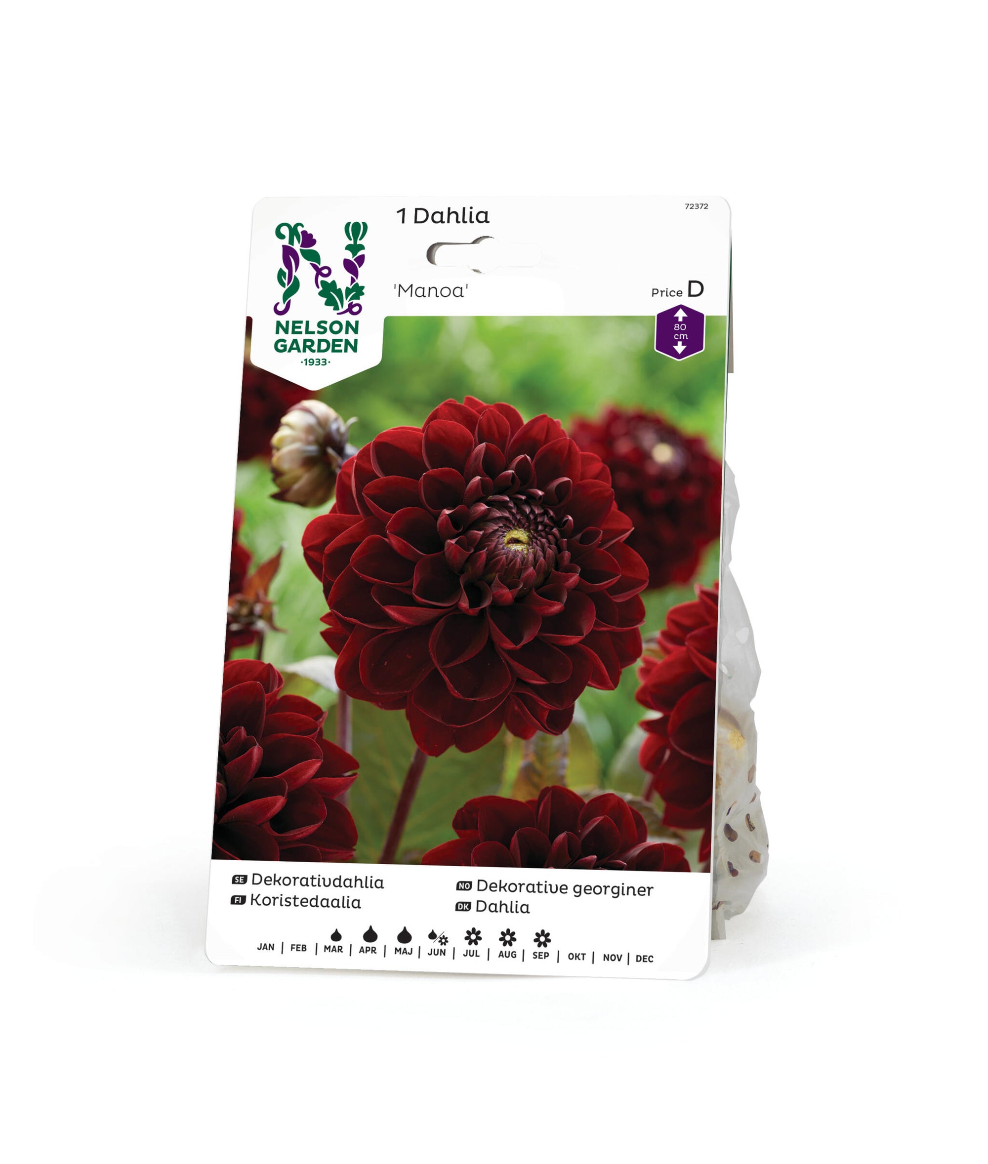 Dahlia hög dekorativ Manoa