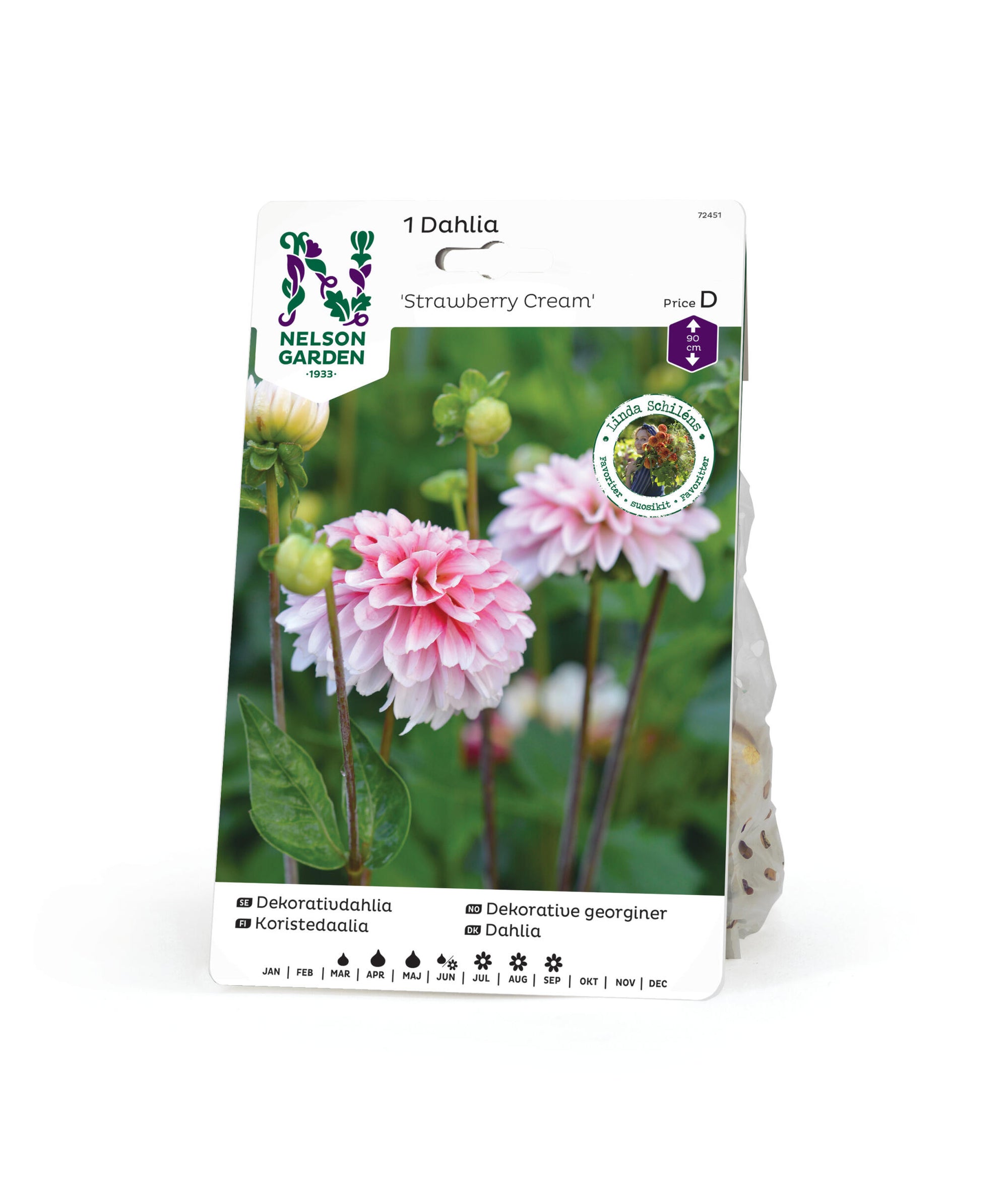 Dahlia hög dekorativ Strawberry Cream