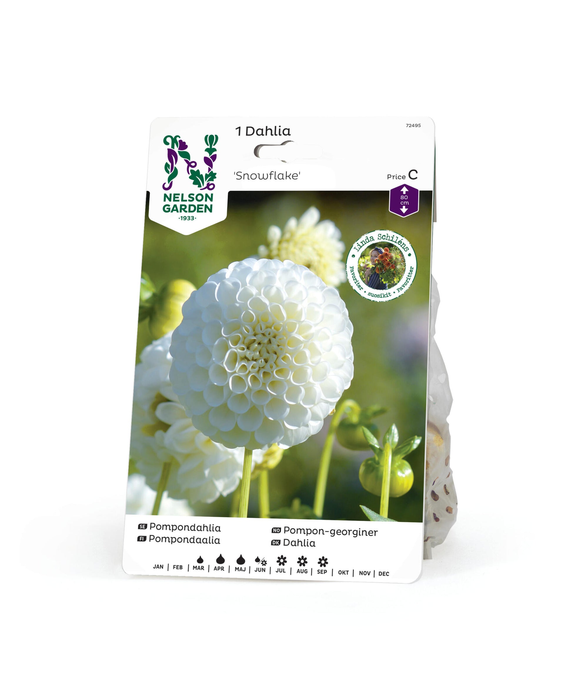 Dahlia hög pompon Snowflake