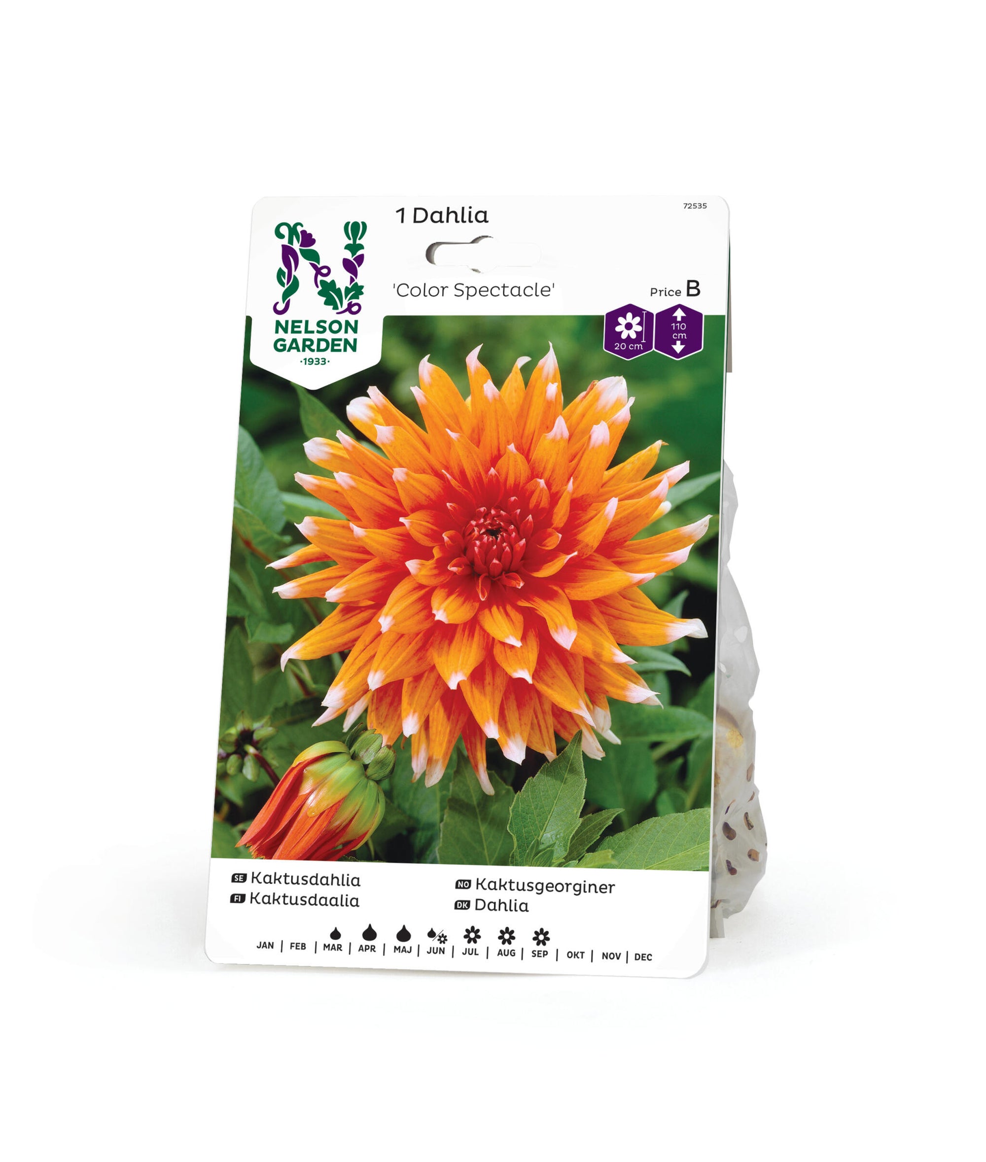 Dahlia hög kaktus Color Spectacle