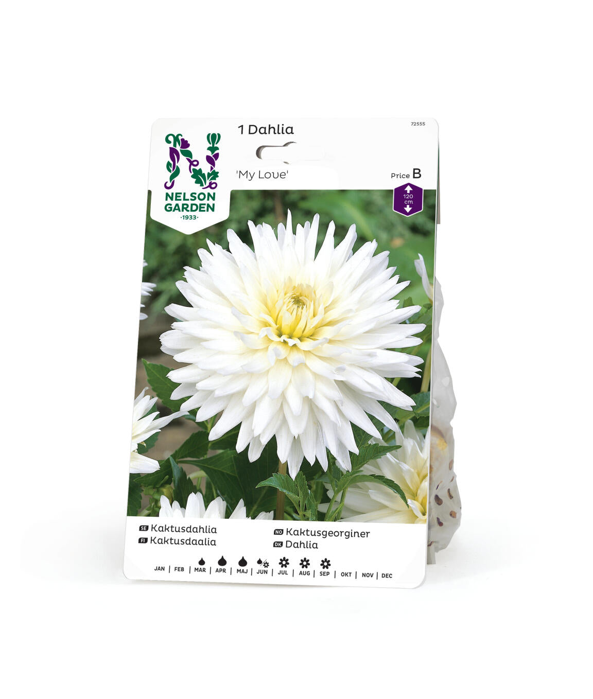 Dahlia hög kaktus My Love