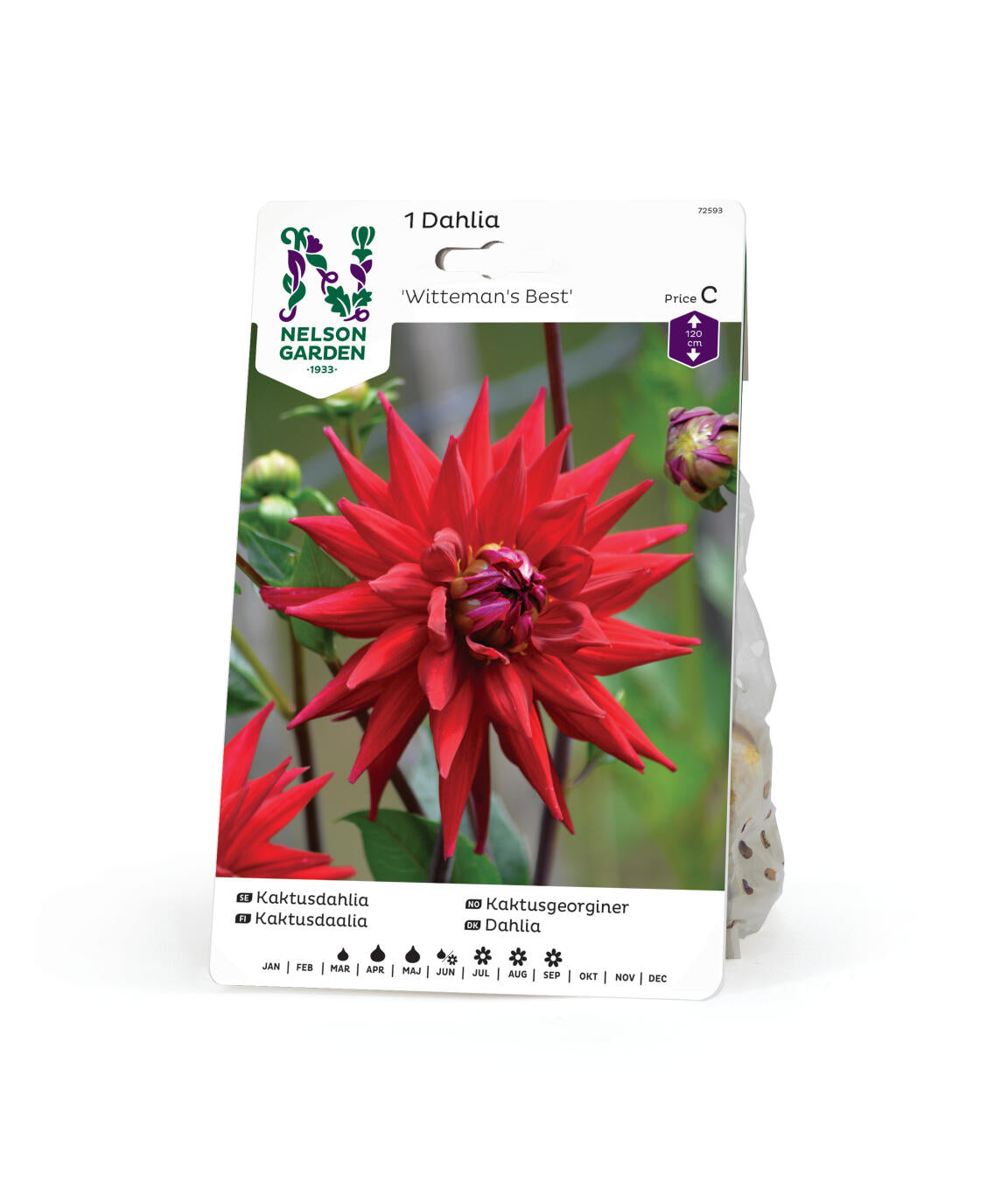 Dahlia hög kaktus Witteman's Best