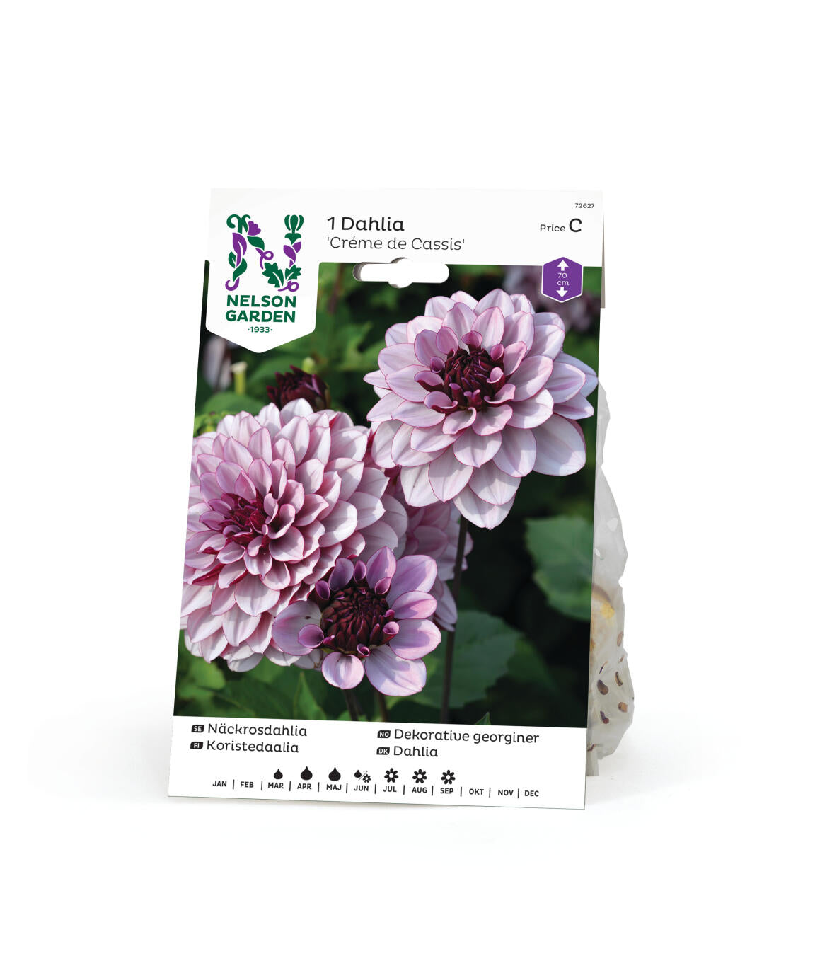 Dahlia låg näckros Créme de Cassis