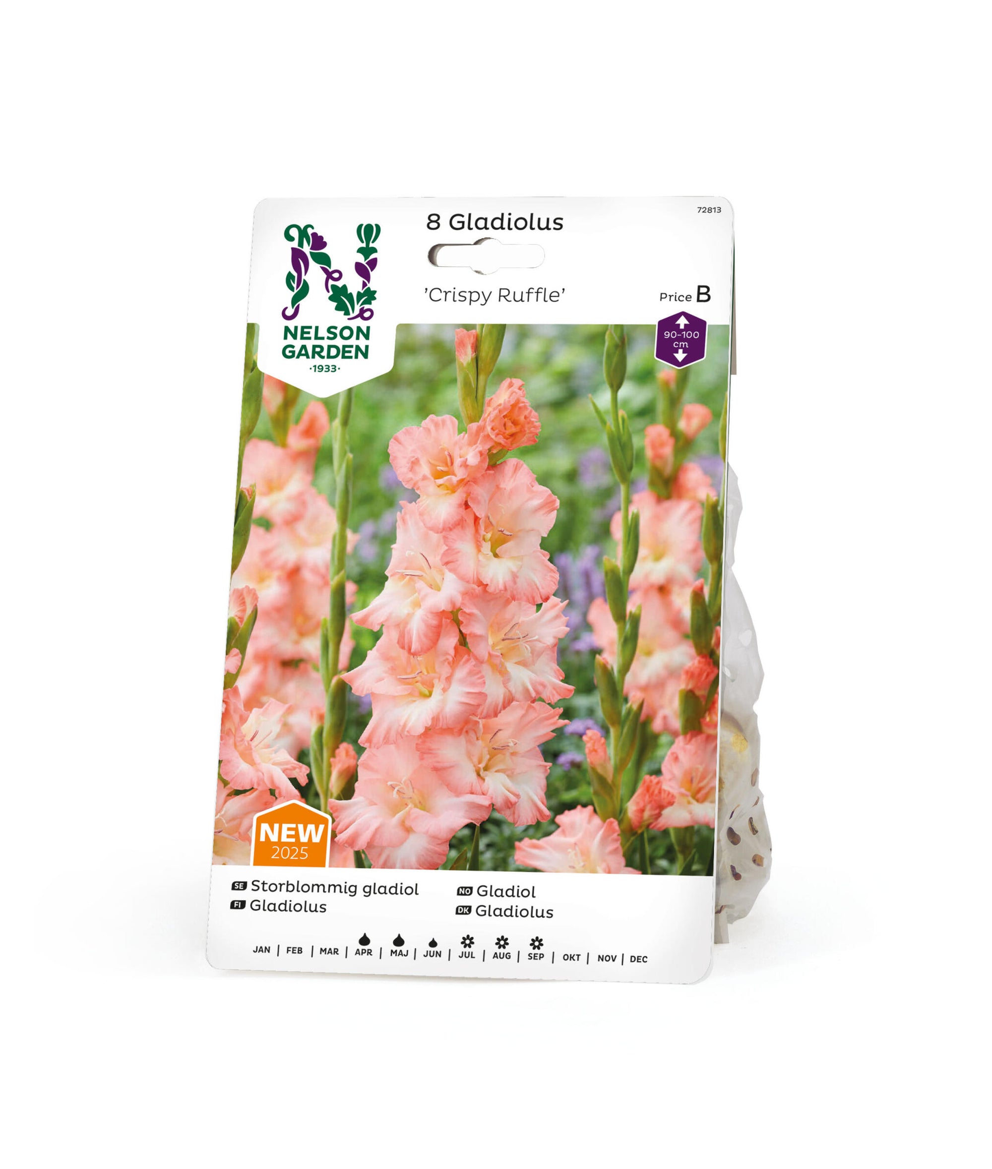 Storblommig gladiolus Chrispy Ruffle